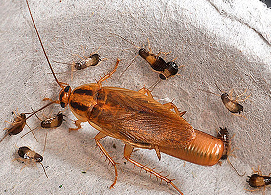 Sommige mensen brengen letterlijk jaren door met het verschroeien van kakkerlakken, maar ze kunnen ze nog steeds niet lang kwijt, omdat ze geen rekening houden met belangrijke nuances ...