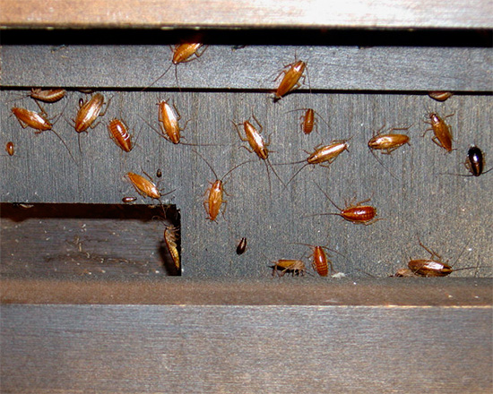 Om det finns många kackerlackor i lägenheten, måste de svältas på ett komplext sätt, inte bara begränsat till köp av insektsmedel.