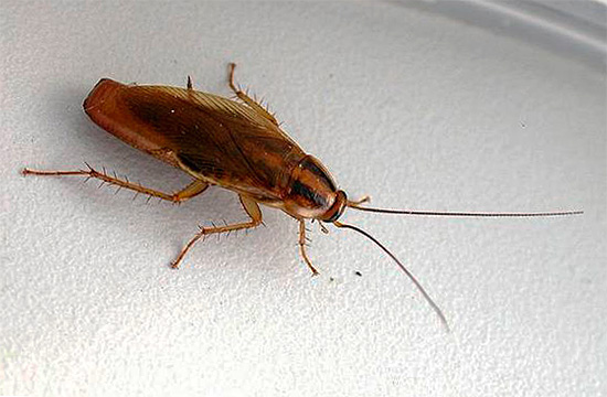 De foto toont een vrouwelijke rode kakkerlak met ootheca (eieren rijpen erin)