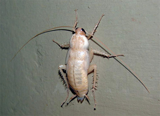 Onmiddellijk na het vervellen zien kakkerlakken er bijna wit uit.
