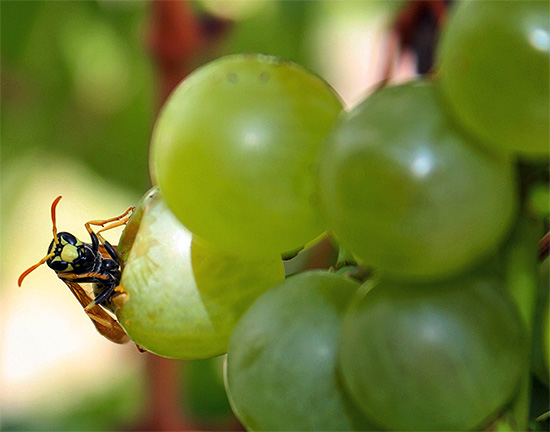Kompromisszumos lehetőség, hogy csak a legértékesebb szőlőfajtákat védjük zacskóval, a kevésbé értékeseket pedig a darazsak kegyére hagyjuk.