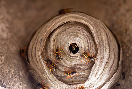 Fénykép egy hornet fészkéről