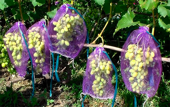 Het dikke gaas beperkt de groei van de tros niet en beschermt tegelijkertijd de druiven tegen beschadiging door wespen.