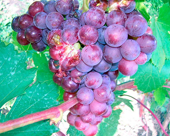 A képen egy darazsak által károsított szőlőfürt látható.