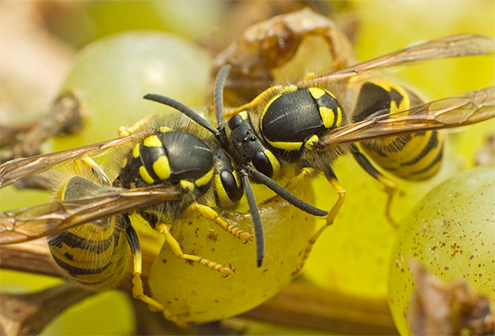 Soms beschadigen wespen bewust meer bessen om vervolgens te smullen van hun gefermenteerde sap.
