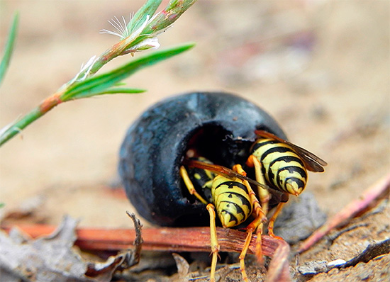 Yaban arılarını yok etmeden üzümleri kurtarabilirsiniz, ancak yalnızca salkımları böceklerin erişiminden koruyarak kurtarabilirsiniz.