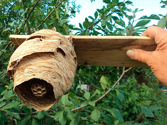 Εάν είναι γνωστή η θέση της φωλιάς του hornet, τότε πρέπει πρώτα να καταστραφεί.