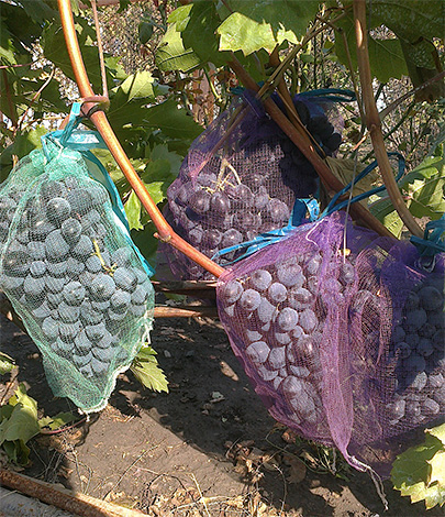 A hálózsákok lehetővé teszik a szőlő megbízható védelmét a darazsaktól, de ez a növényvédelmi módszer nagyon munkaigényes.