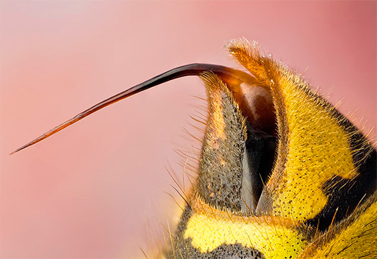 사진은 말벌의 쏘는 것을 보여줍니다. 도움으로 곤충은 희생자의 피부 아래에 독을 주입합니다.