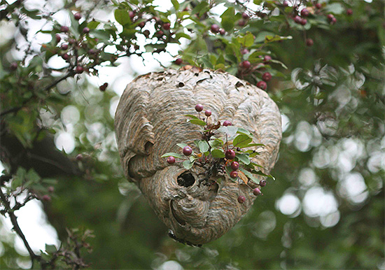 Pro ochranu včelína před vosami je užitečné zajistit, aby v nejbližším lesním pásmu nebyla žádná vosí hnízda.