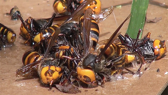 I calabroni vengono catturati in una trappola di colla.