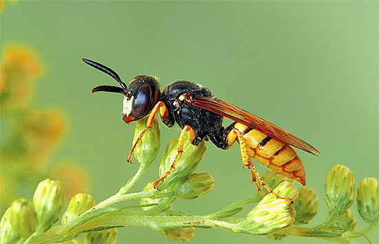 A filantusz rendszeres fogása segít minimalizálni számukat a méhészetben.