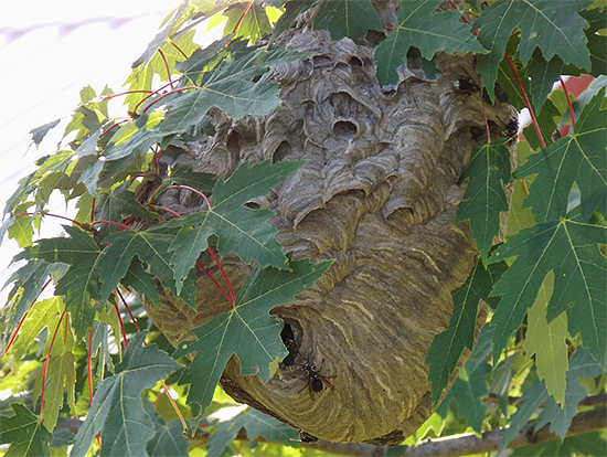 Soms zijn wespennesten erg moeilijk te vinden, bijvoorbeeld wanneer ze verborgen zijn in het gebladerte van bomen.