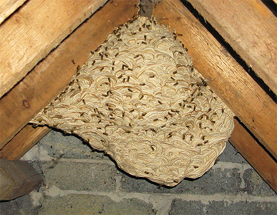 Nepokoušejte se zničit sršní hnízdo ohněm, pokud se nachází v dřevěné budově.