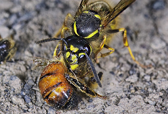 Memusnahkan lebah secara besar-besaran, tebuan boleh menyebabkan kerosakan yang sangat ketara pada apiari.