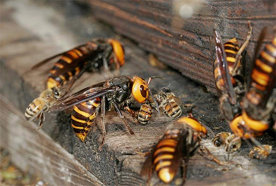 La foto mostra come diversi grandi calabroni hanno attaccato una famiglia di api e stanno cercando di entrare nell'alveare.