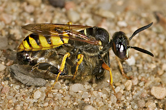 Philanthus gebruikt bijen als voedsel voor zijn larven.