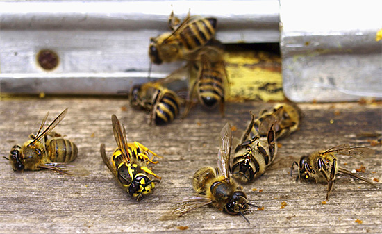 Gewone papieren wespen vernietigen de bijen in de korf zelden, maar soms kunnen ze de dood van een verzwakt gezin veroorzaken.