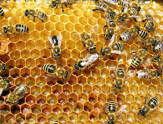 Per proteggere efficacemente l'apiario dalle vespe, le misure adottate devono essere complete.