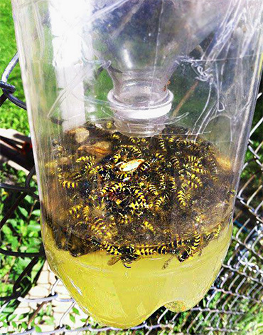 Perangkap tawon botol plastik ringkas yang diisi dengan serangga mati.