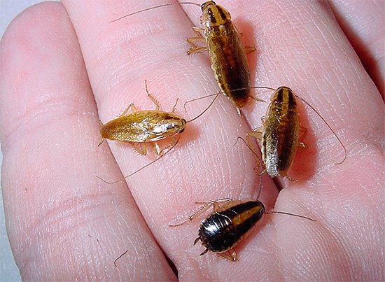 Gewone huiskakkerlakken kunnen echt een aanzienlijk gevaar vormen voor de menselijke gezondheid - we zullen verder praten over hoe ze schade aanrichten ...