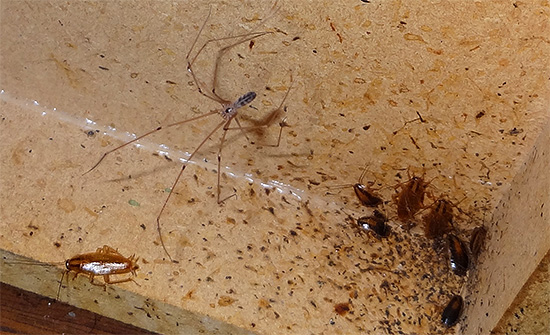 De bron van een gevaarlijke darminfectie kunnen thuiswonende kakkerlakken zijn.