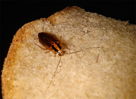 Probeer niet eens voedsel te eten waarmee kakkerlakken in contact zijn gekomen - op deze manier riskeert u ernstige schade aan uw gezondheid.