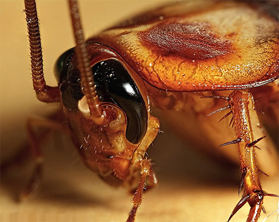 Kakkerlakken vallen niet doelbewust een persoon aan, maar ze kunnen slapende mensen in een droom bijten, huiddeeltjes rond de lippen, op de vingers, enz. Opeten.