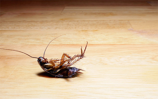 Zelfs vergiftigde kakkerlakken kunnen gevaarlijk zijn - vooral voor huisdieren die ze kunnen opeten...