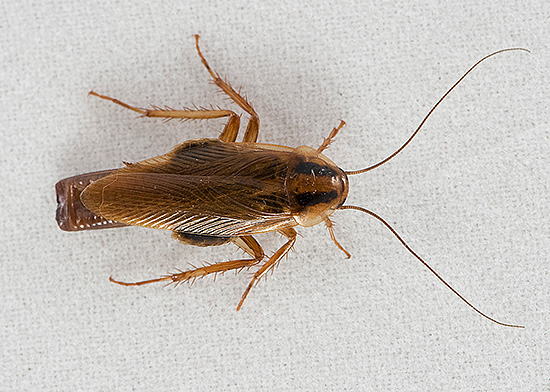 Sommige mensen beschouwen de aanwezigheid van kakkerlakken in het appartement nog steeds als een normaal verschijnsel, als vanzelfsprekend ...