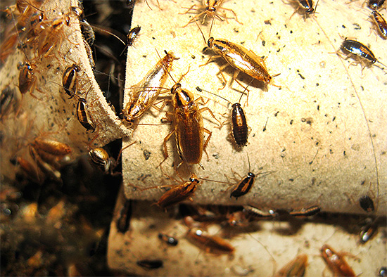 Vaak willen de bewoners van het pand gewoon geen energie besteden aan de vernietiging van kakkerlakken, omdat ze geloven dat de schade door hun aanwezigheid klein is en ze geen gevaar vormen.