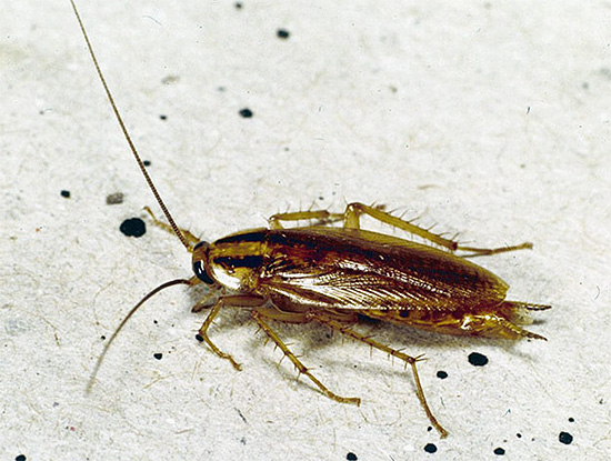 In feite zijn kakkerlakken lang niet zo ongevaarlijk als het op het eerste gezicht lijkt.