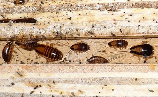 Er zijn een groot aantal bacteriën op de chitineuze omhulsels van kakkerlakken.