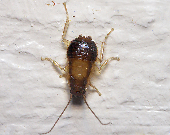 Op de poten van kakkerlakken kunnen niet alleen bacteriën, maar ook eieren van wormen zijn, wat ook gevaarlijk kan zijn voor de menselijke gezondheid.