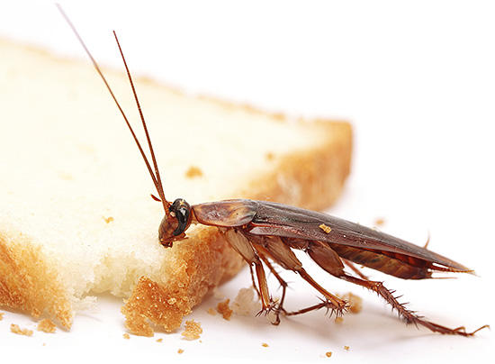 De bron van een gevaarlijke menselijke infectie kan gewoon brood zijn, waarop kakkerlakken liepen.