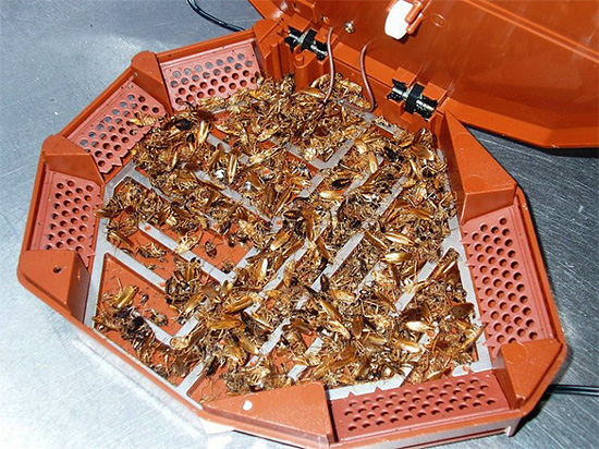 Elektronische kakkerlakkenverdelgers moeten worden geplaatst op plaatsen waar insecten bewegen - in dit geval zal het effect van het apparaat maximaal zijn.