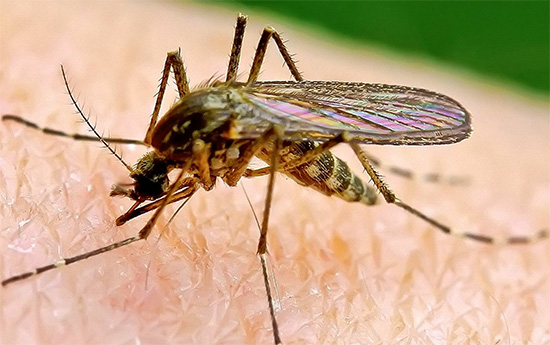Atunci când funcționează exterminatoarele cu lampă de insecte zburătoare, insecticidele nu sunt folosite deloc.