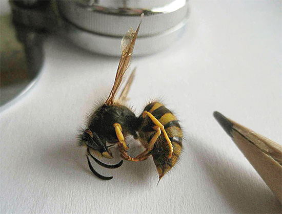 Hebben wespen echt een angel, zoals bijen, en zo ja, waarom laten ze er dan geen in hun huid zitten als ze steken? Laten we het uitzoeken...