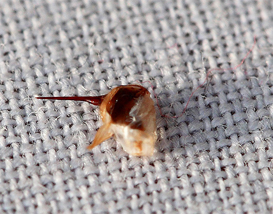 Ett exempel på ett bistick som lossnade med en del av en insekts kropp.