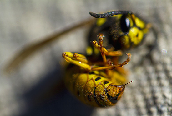 Al momento del pericolo, la vespa propone di riflesso il suo pungiglione, cercando di conficcarlo nel nemico.