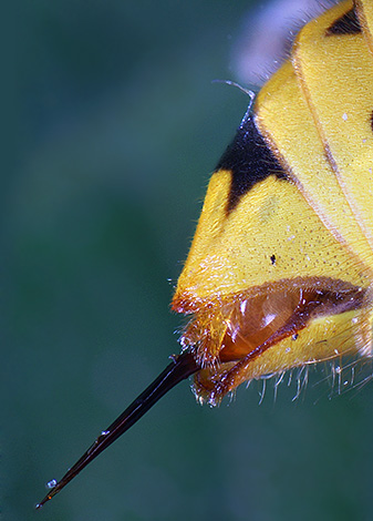 Il predecessore della puntura è l'ovopositore, quindi le vespe maschi non ce l'hanno.