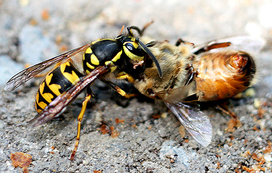 În timpul atacului, viespa îl poate înțepa pe infractor de mai multe ori la rând...