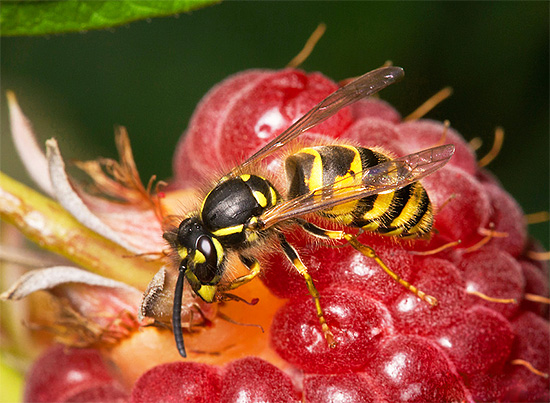 Quasi tutte le vespe che vedi hanno i pungiglioni perché sono femmine.