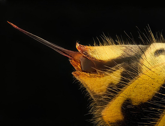 Fotografia arată înțepătura unei viespi obișnuite.