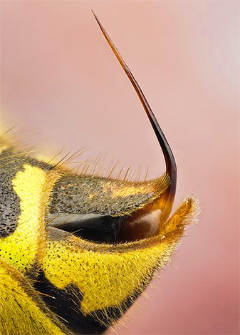 A differenza della puntura d'ape, la puntura di vespa ha pareti quasi lisce.