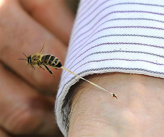 Včelí žihadlo obvykle zůstává v kůži oběti a odtrhne se s částí vnitřních orgánů hmyzu.