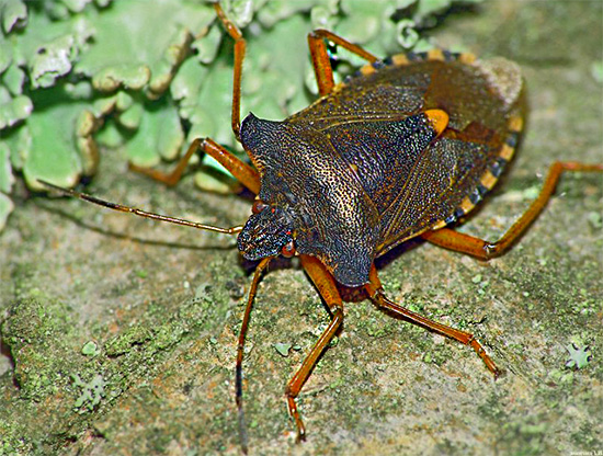 Fotografie cu o insectă împuțită cu picioare roșii.