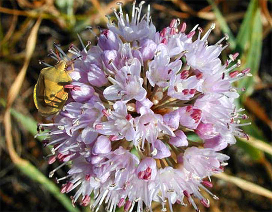 Bug bug-boy σε ένα λουλούδι