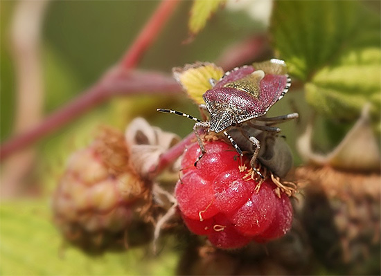 غالبًا ما يُطلق على حشرة الرائحة الكريهة أيضًا اسم حشرة الرائحة الكريهة نظرًا لقدرتها على إفراز سائل كريه الرائحة.