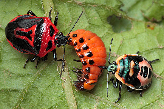 De bug perillus bicentennial is een natuurlijke vijand van de coloradokever.